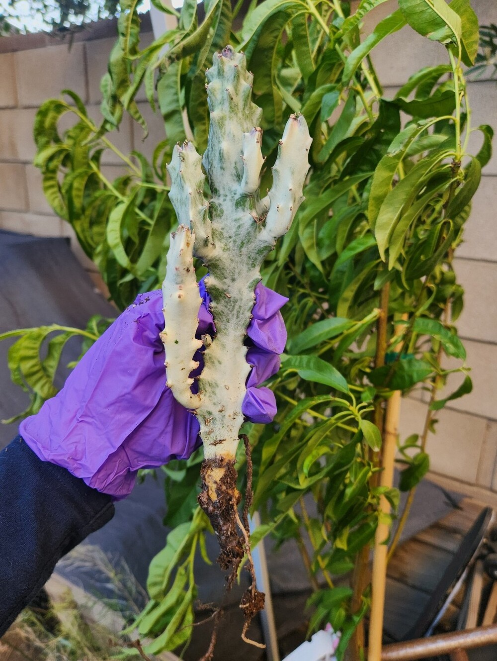 RARE 10" Euphorbia Lactea Ghost Variegated Dragon Bones With multiple arms - Picture 5 of 14